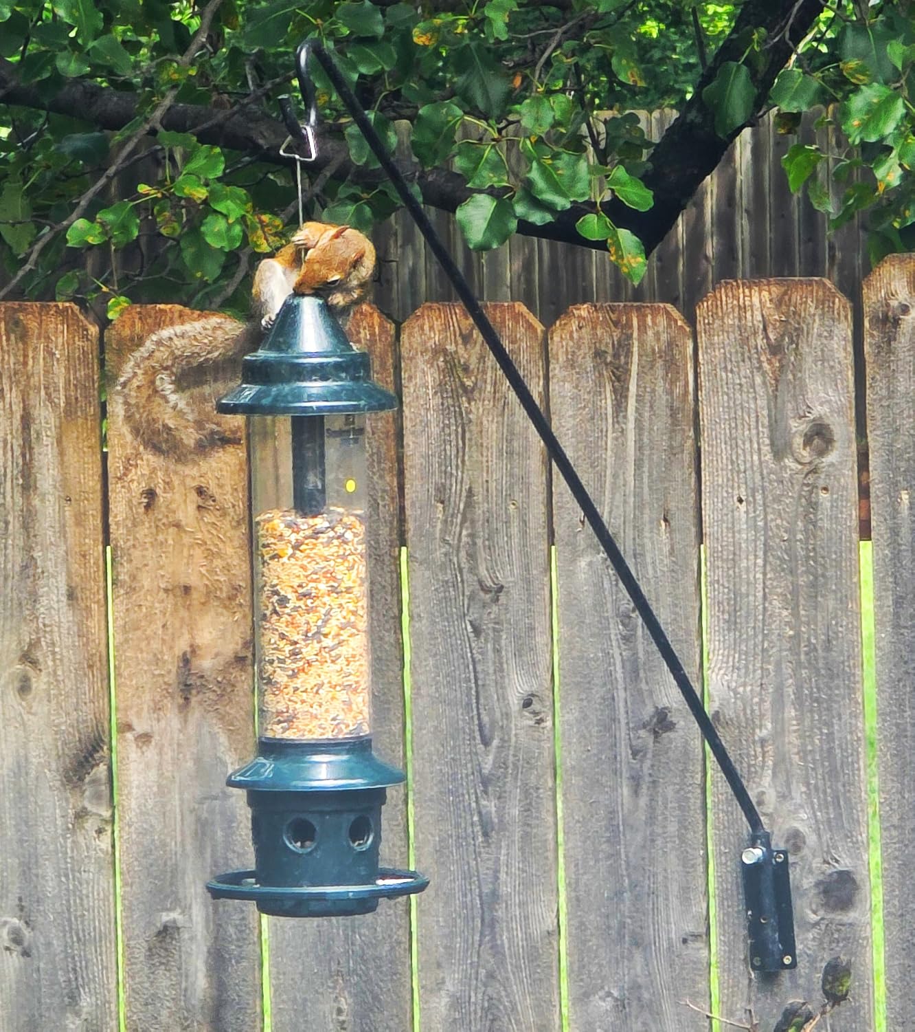 Squirrel Buster Plus Squirrel-proof Bird Feeder w/Cardinal Ring and 6 Feeding Ports, 5.1-pound Seed Capacity, Adjustable, Pole-mountable (POLE ADAPTOR SOLD SEPARATELY), Green customer photo 2