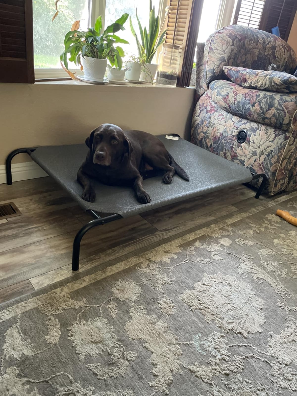 Gale Pacific Coolaroo The Original Cooling Elevated Dog Bed, Indoor and Outdoor, Large, Brunswick Green, 51.00
