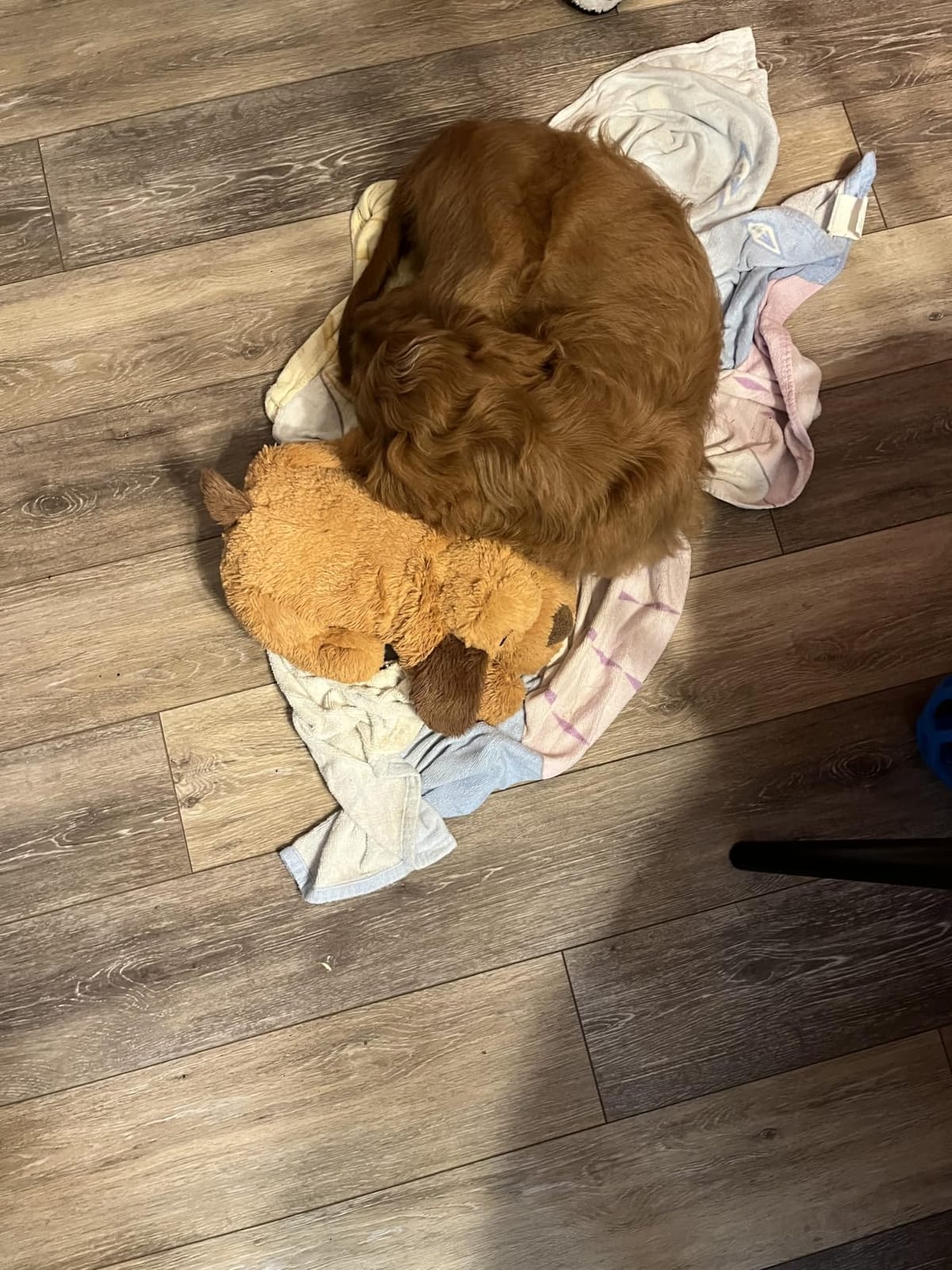 Snuggle Puppy Heartbeat Toy, Calming Comfort, Medium Breeds - Cream - Calming heartbeat toy, crate training comfort, heat pack, new puppy essentials, first nights, sleep customer photo 1