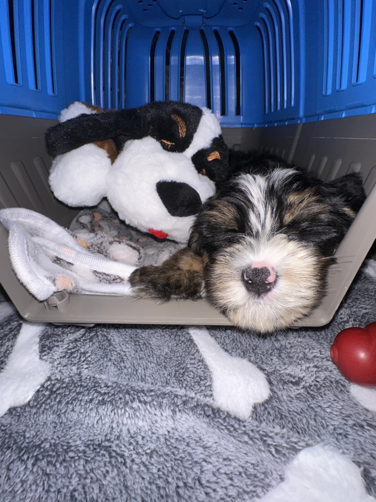 Snuggle Puppy Heartbeat Toy, Calming Comfort, Medium Breeds - Cream - Calming heartbeat toy, crate training comfort, heat pack, new puppy essentials, first nights, sleep customer photo 2