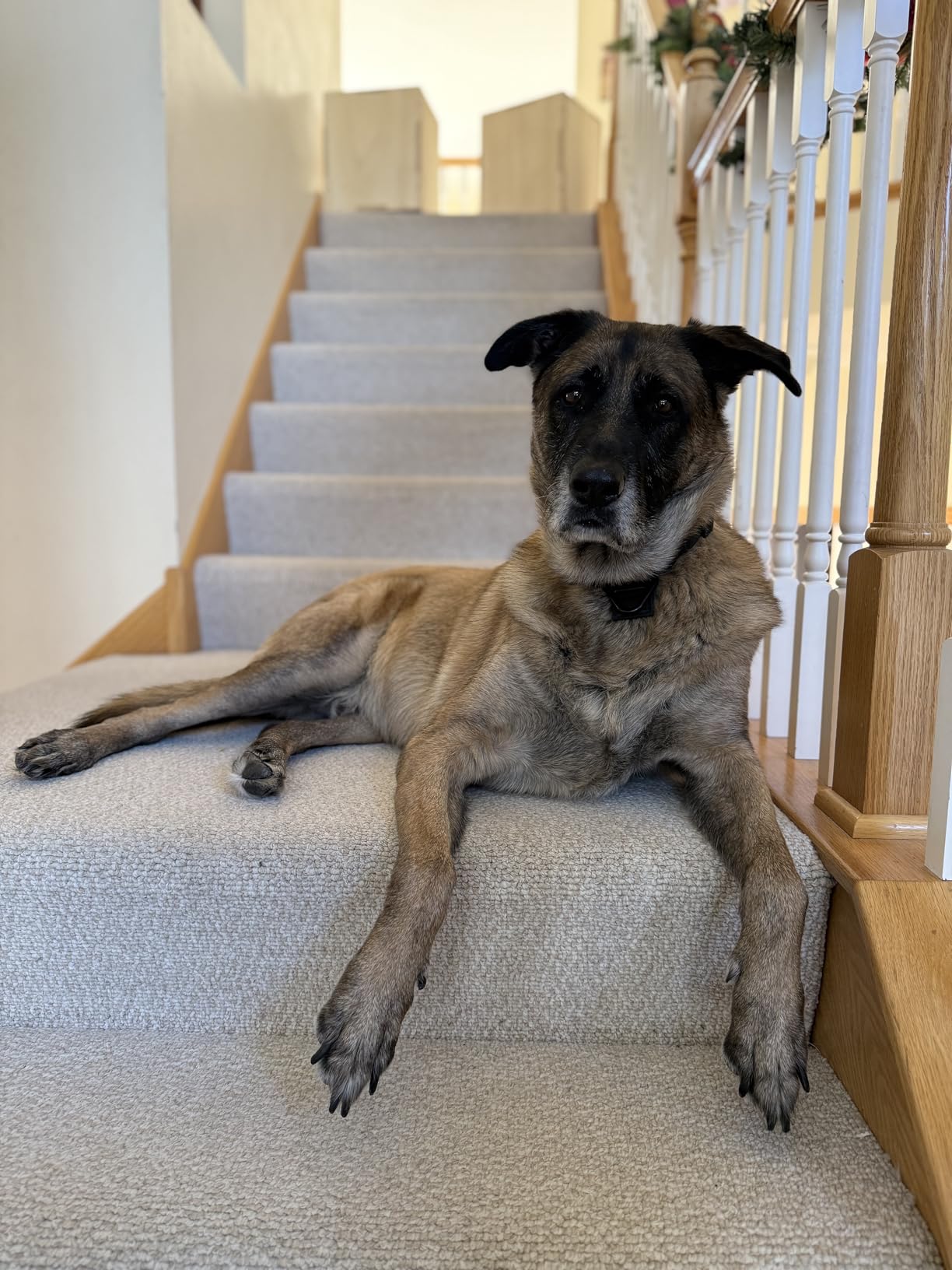 PetSafe Happy Ride Folding Dog Ramp, Extends 62 in, Lightweight, High-Traction Surface, Side Rails & Rubber Feet, Supports up to 150 Lb customer photo 1