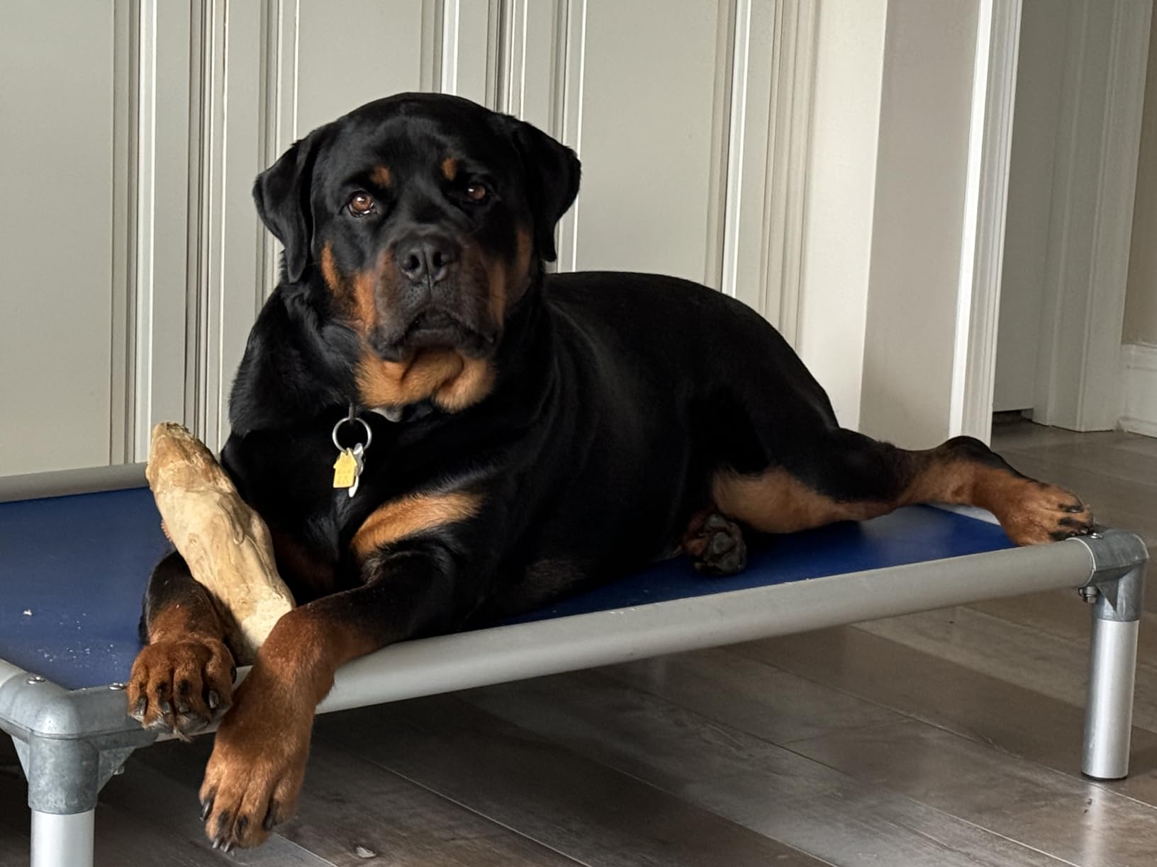 Kuranda Chewproof Elevated Dog Bed - Silver Aluminum - 44