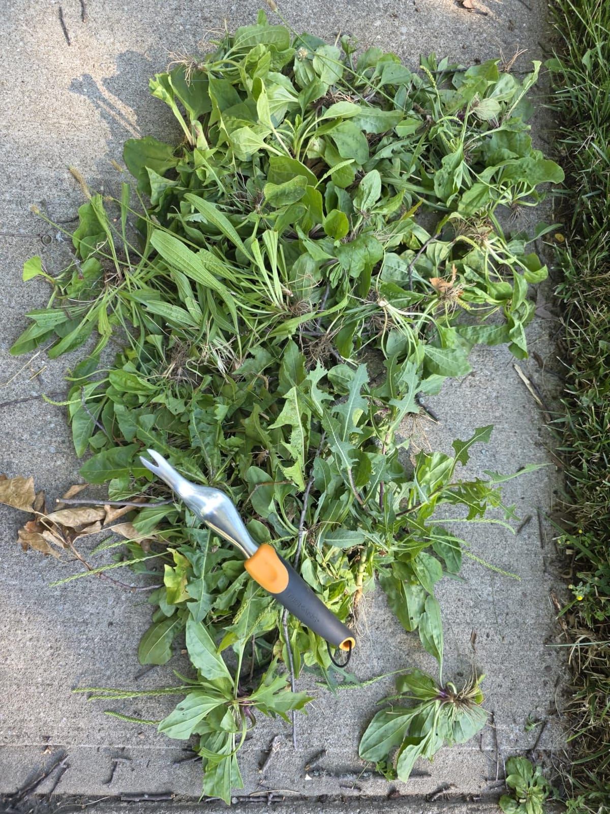 Fiskars Ergo Garden Hand Weeder Tool, Heavy Duty for Removing Weeds & Roots | Angled Cast Aluminum Head for Leverage, Ergonomic SoftGrip Handle, Hang Hole Storage, Dandelions and Thistles customer photo 1