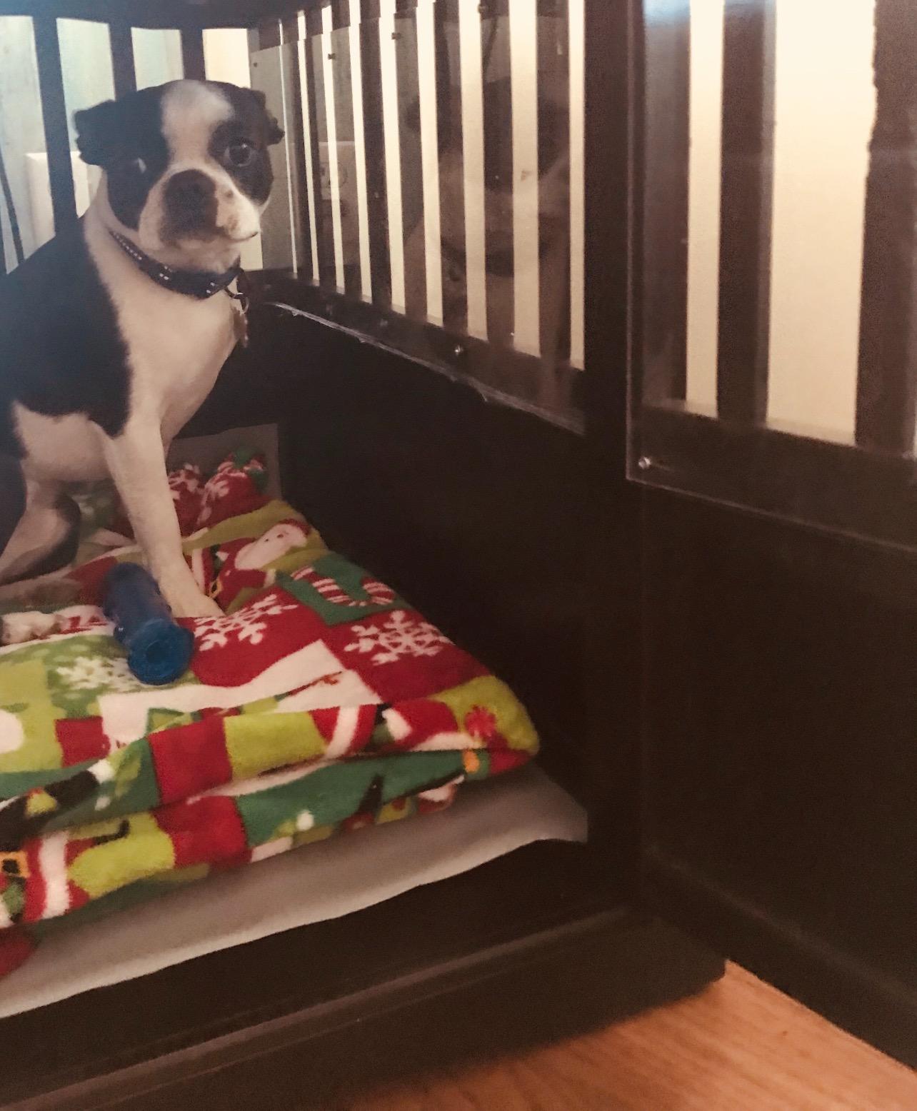 Casual Home Wooden Medium Pet Crate, End Table, Espresso customer photo 2