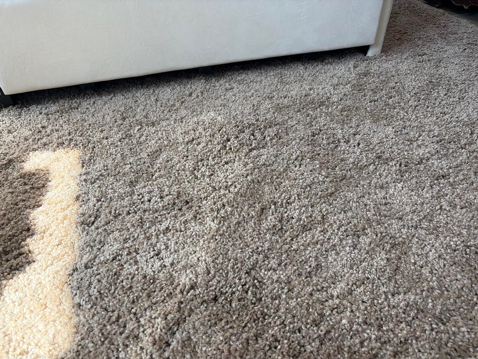 SAFAVIEH Milan Shag Collection Area Rug - 8' x 10', Dark Beige, Solid Design, Non-Shedding & Easy to Clean, Plush Thick Pile customer photo 1