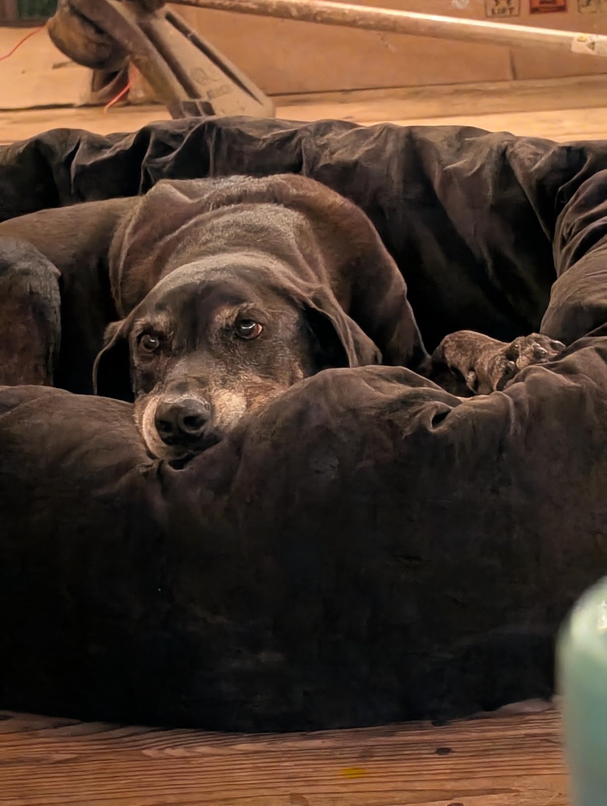 Majestic Pet Micro Velvet Dog Bed, 40 Inch Large, Round, Washable, Apple | Cozy Soft Fluffy Donut Calming Pet Bed with Spine Support for Head Rest, Anti-Anxiety Comfort customer photo 1
