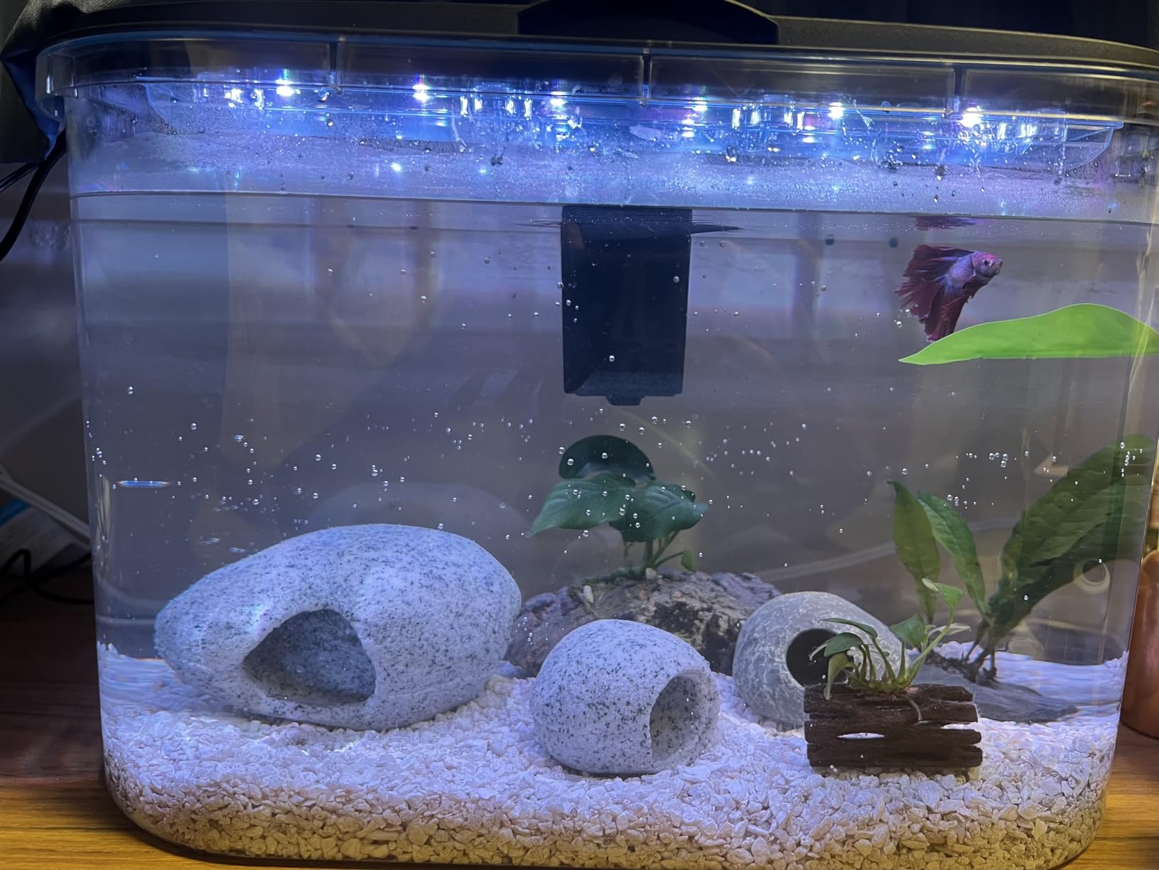 Koller Products 5-Gallon Aquarium Kit with LED Lighting and Power Filter, Ideal for a Variety of Tropical Fish customer photo 1