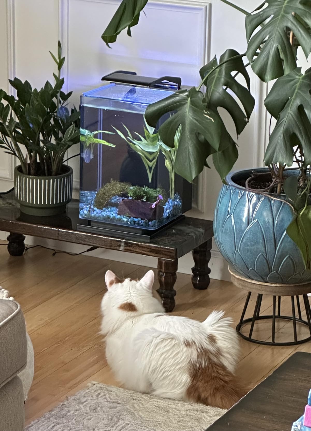 Marineland Portrait Glass LED Aquarium Kit, 5 Gallons, Hidden Filtration, Black customer photo 2