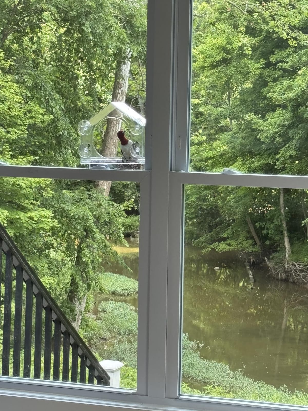 Window Bird Feeder with Strong Suction Cups, Bird Feeders for Outdoors | Clear window bird feeder, works as a balcony bird feeder too, no mess sliding seed tray, weatherproof acrylic, easy to clean customer photo 2