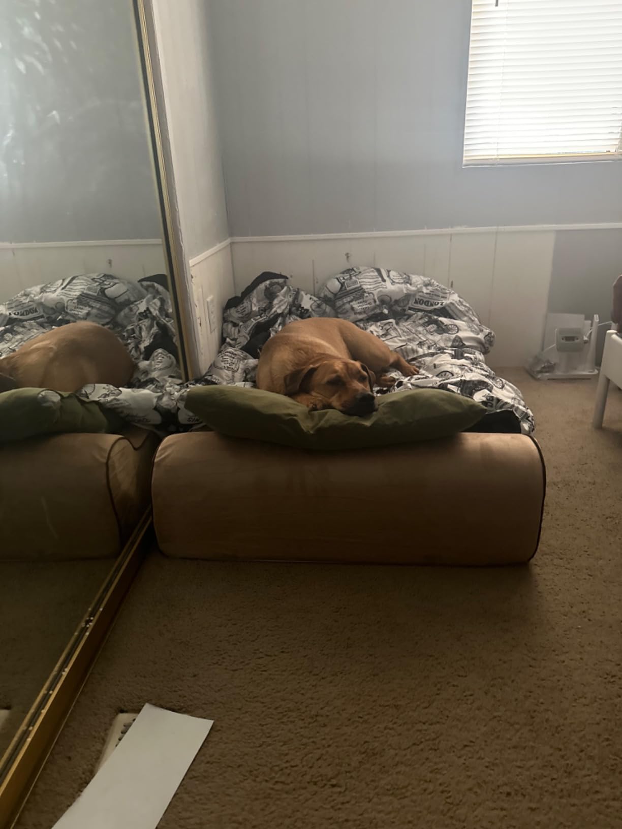 Bully Beds Orthopedic Dog Bed - Medical Grade Memory Foam Premium Quality Bed for Giant & Senior Dogs - Waterproof Liner Large Dog Bed for Arthritic Joints - Color: Chocolate - Large (48L x 30W x 7H) customer photo 2