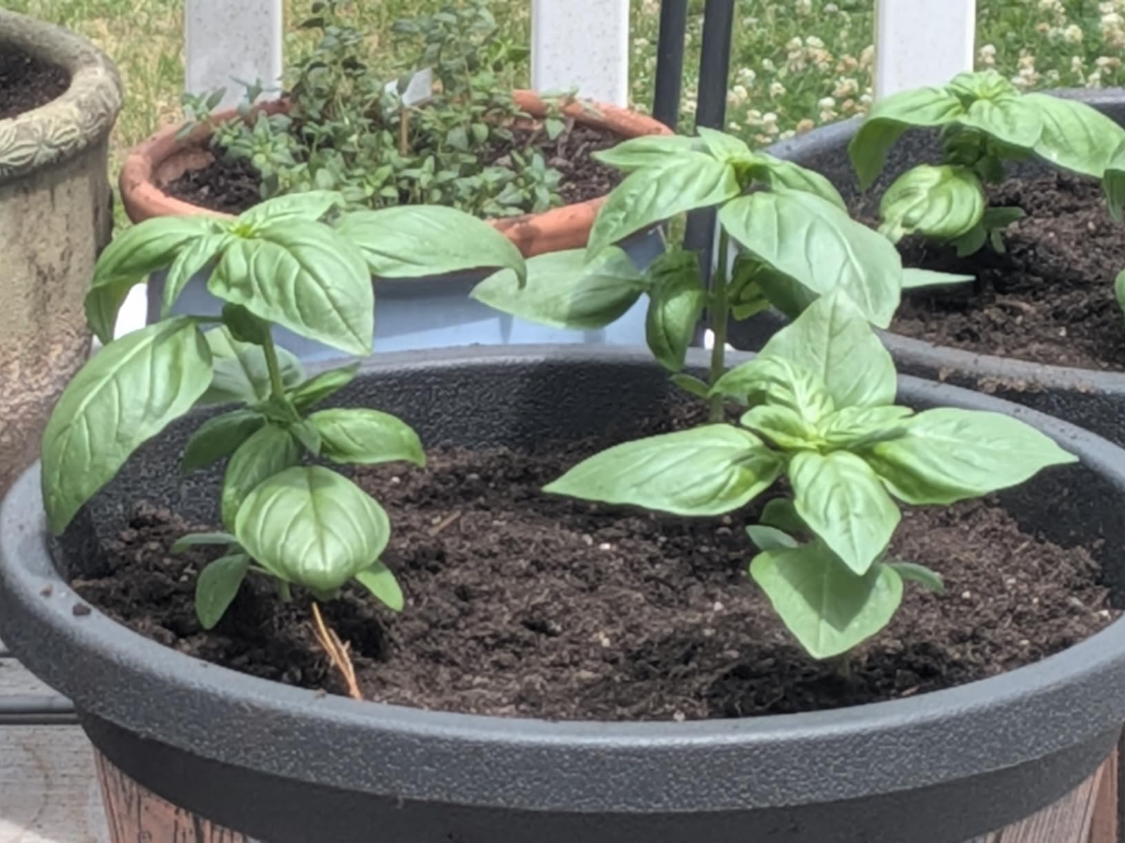 Herb Seeds, 12 Packs, Non-GMO, 4,000+ Seeds, 2026 customer photo 2