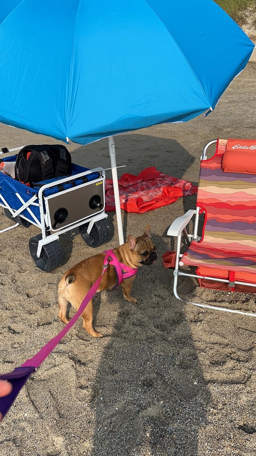Mac Sports Heavy Duty Collapsible Folding All Terrain Utility Beach Wagon Cart, Blue/Black customer photo 1