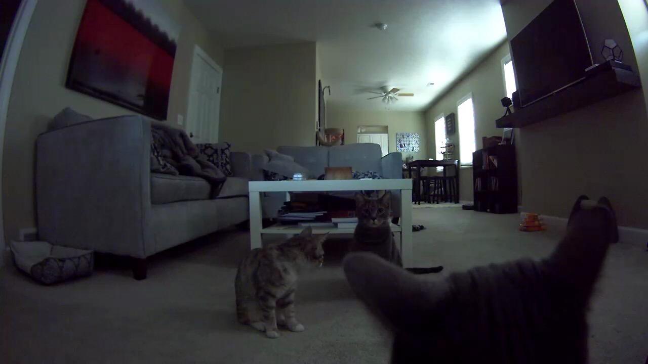 Petcube Bites Pet Camera with Treat Dispenser: HD 1080p Video Monitor, 2-Way Audio, Night Vision, Sound and Motion Alerts. For Dogs and Cats, Matte Silver customer photo 1