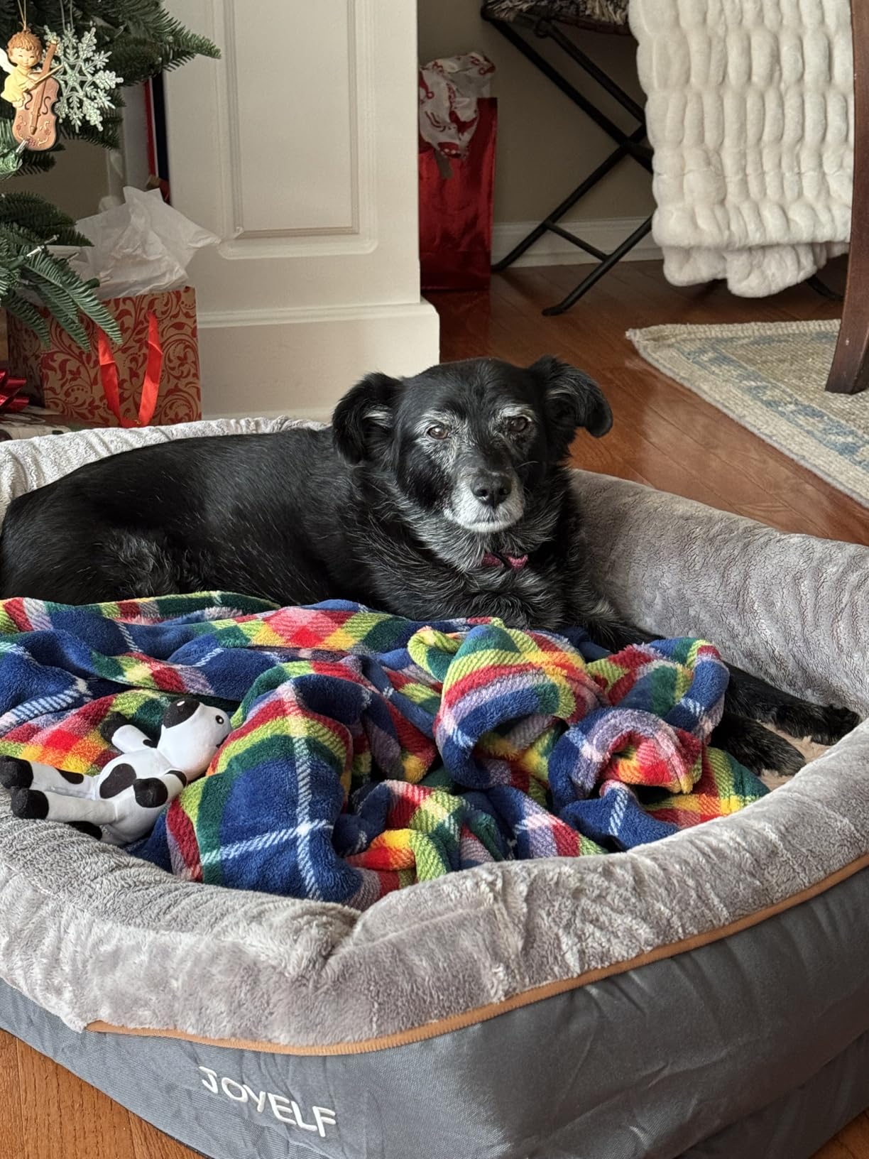 JOYELF Large Memory Foam Dog Bed, Orthopedic Dog Bed & Sofa with Removable Washable Cover and Squeaker Toy as Gift customer photo 2