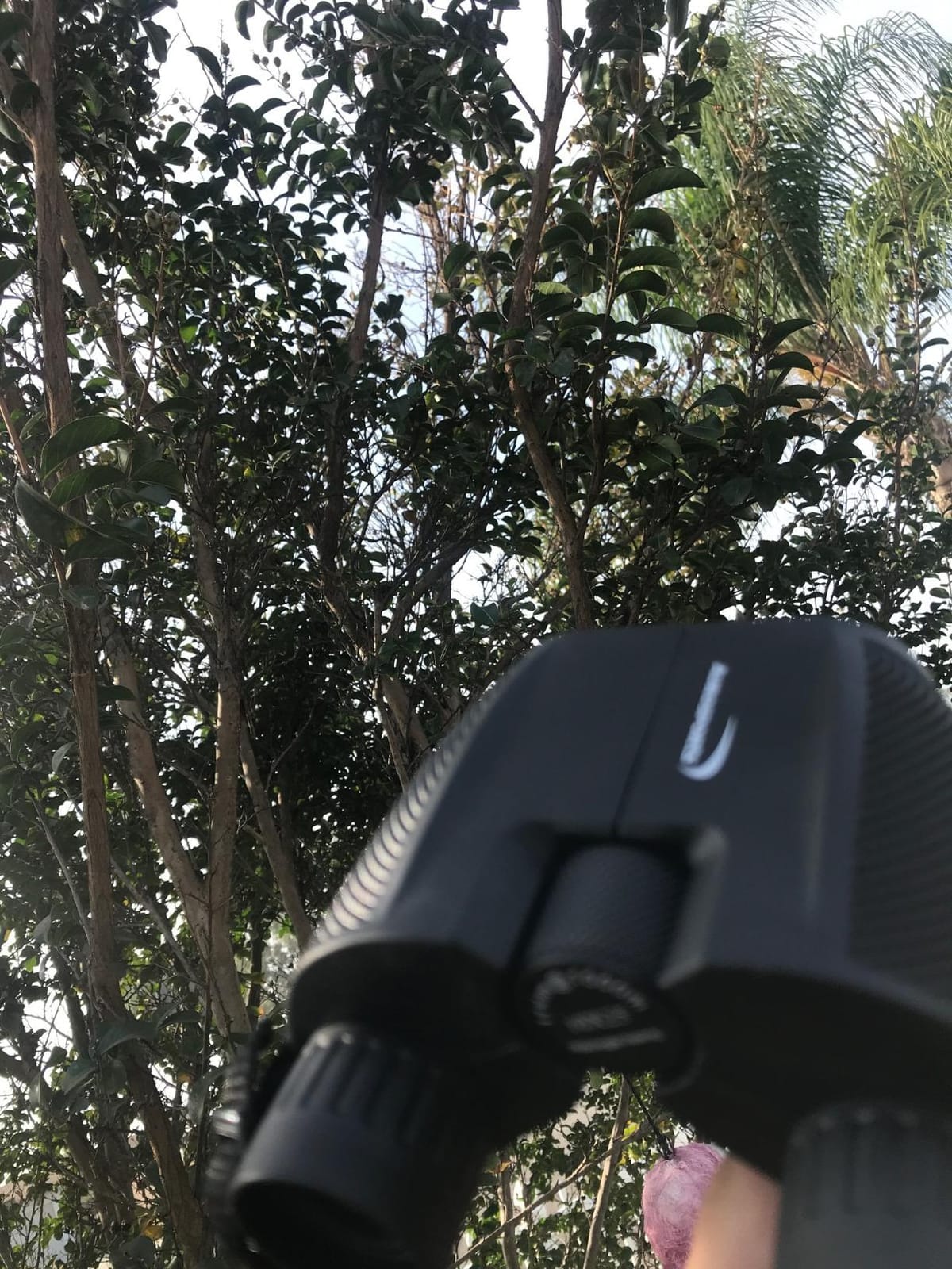 Aurosports 10x25 Compact Binoculars for Bird Watching, Cruise Ship, Travel | Small & Lightweight for Adults Kids; BAK4 & FMC for Crystal Clarity; Easy Focus with Case & Strap; Gift for Hunting, Sports customer photo 1