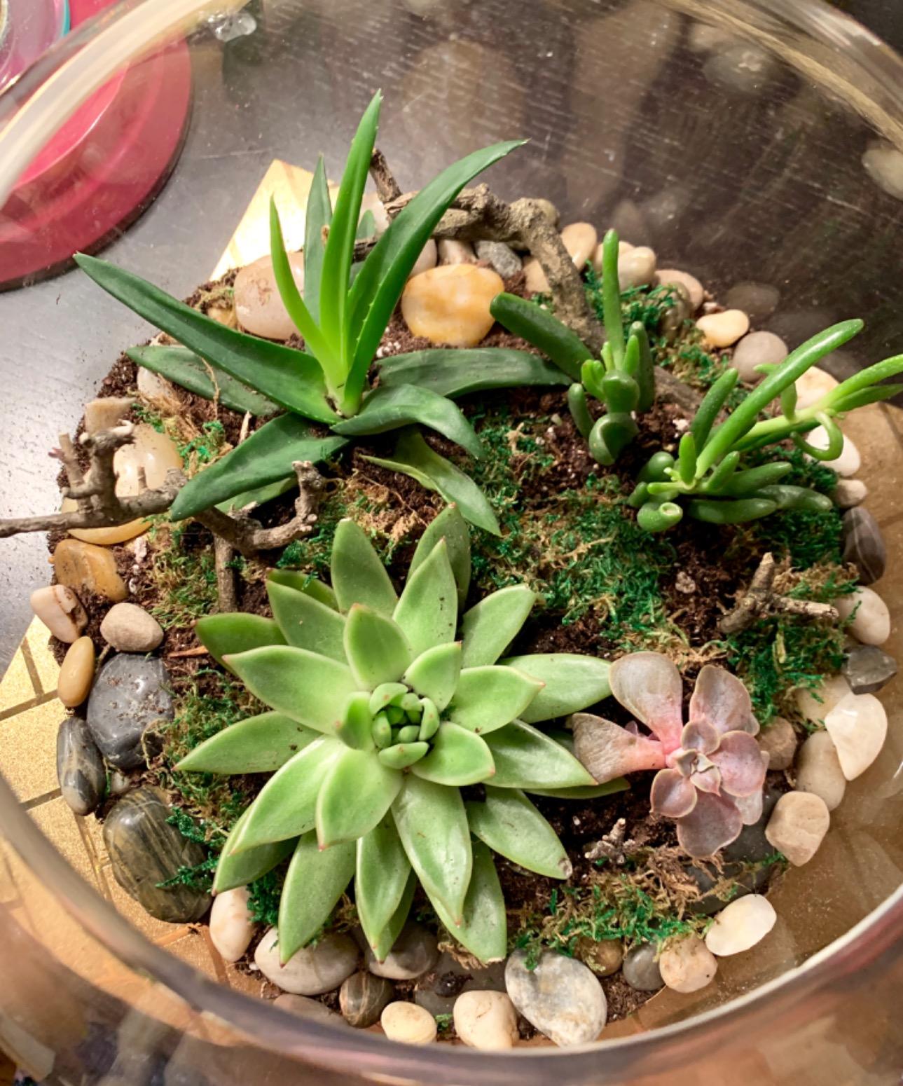Succulent Planter Kit - Terrarium Kit with Succulent Soil, Gravel, Pebble, Moss customer photo 2