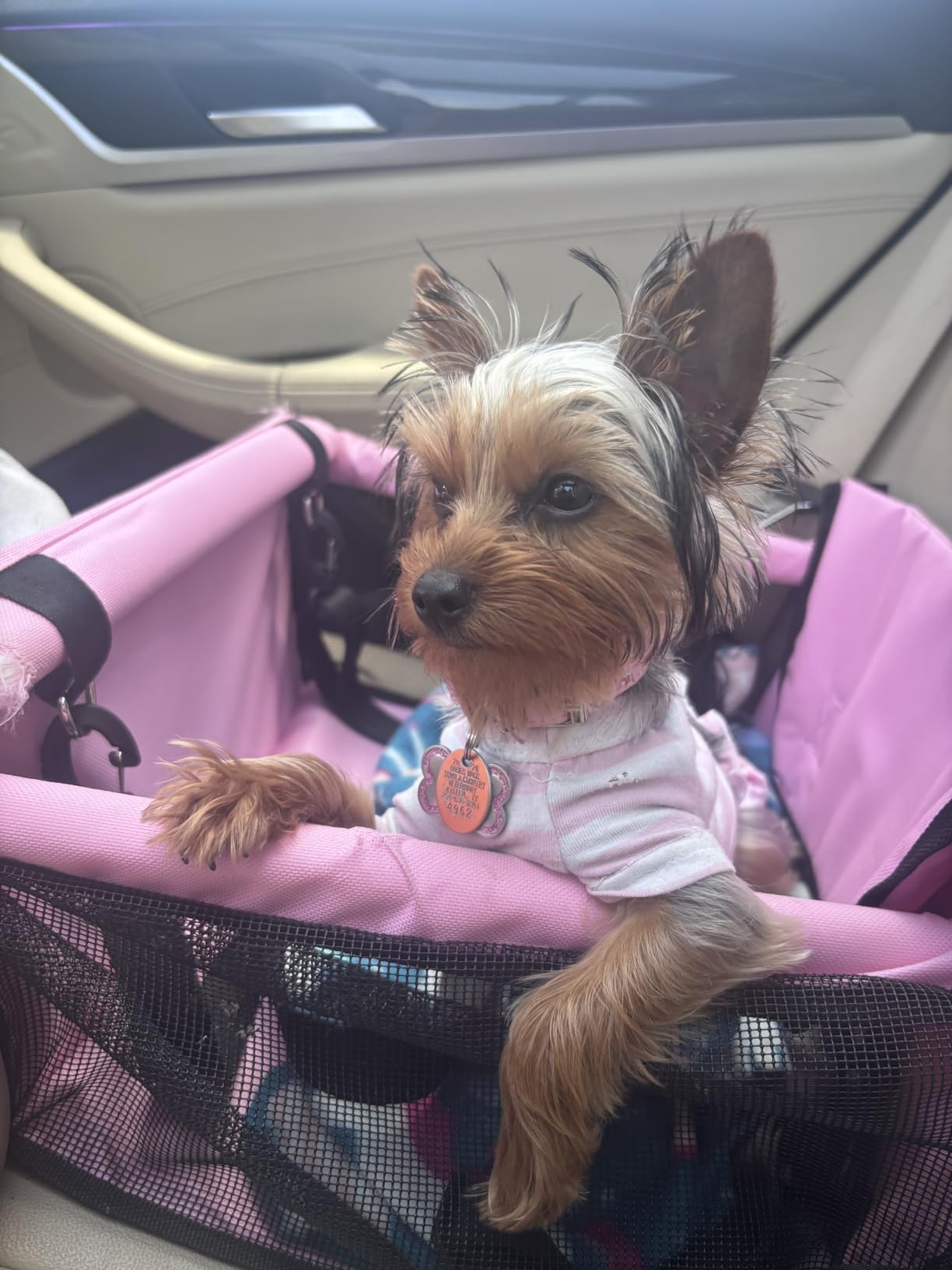 Petbobi Dog Car Seat for Small Dogs and Cats up to 15 lbs, Portable Booster | Pink, Water-resistant Oxford fabric, PVC Tubes, Folds Flat, Clip-on Leash Keeps Pups Secure and Drivers Focused customer photo 2