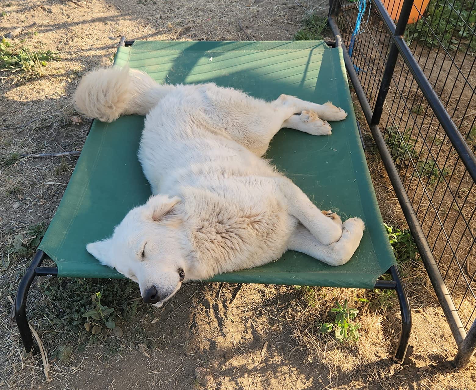 Amazon Basics Cooling Breathable Elevated Dog Bed with Metal Frame for Large Dogs, 51