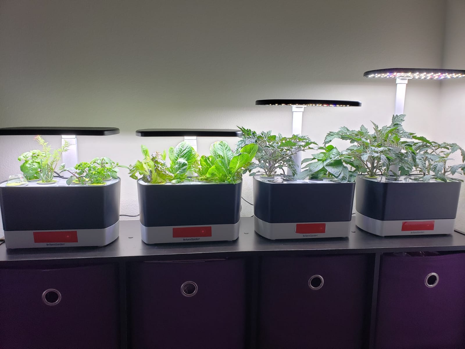 AeroGarden Harvest Indoor Garden Hydroponic System with LED Grow Light and Herb Kit, Holds up to 6 Pods, White customer photo 2
