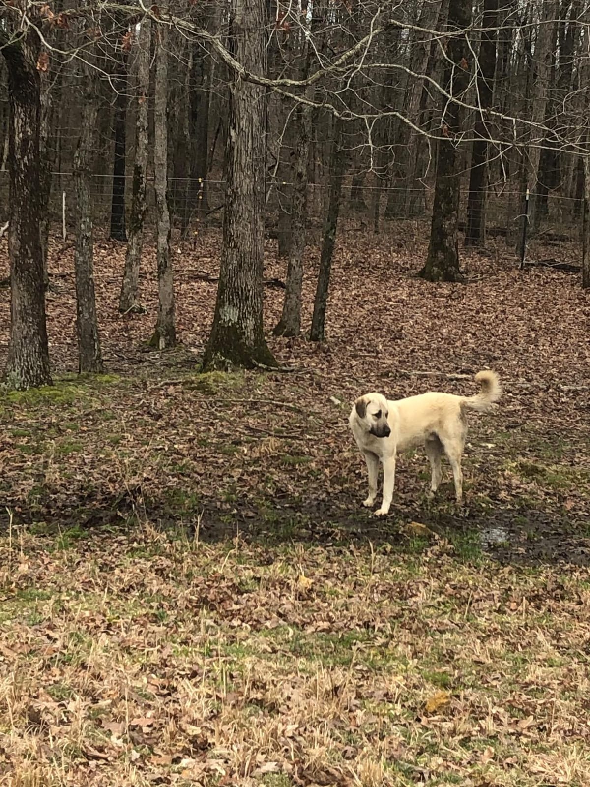 Underground Electric Dog Fence Kit, Pro Grade, 2-Dog, 1000 ft | DIY system: transmitter, waterproof receivers, boundary + twisted wire, flags, splices, staples; covers ~1 acre, Ultimate customer photo 2