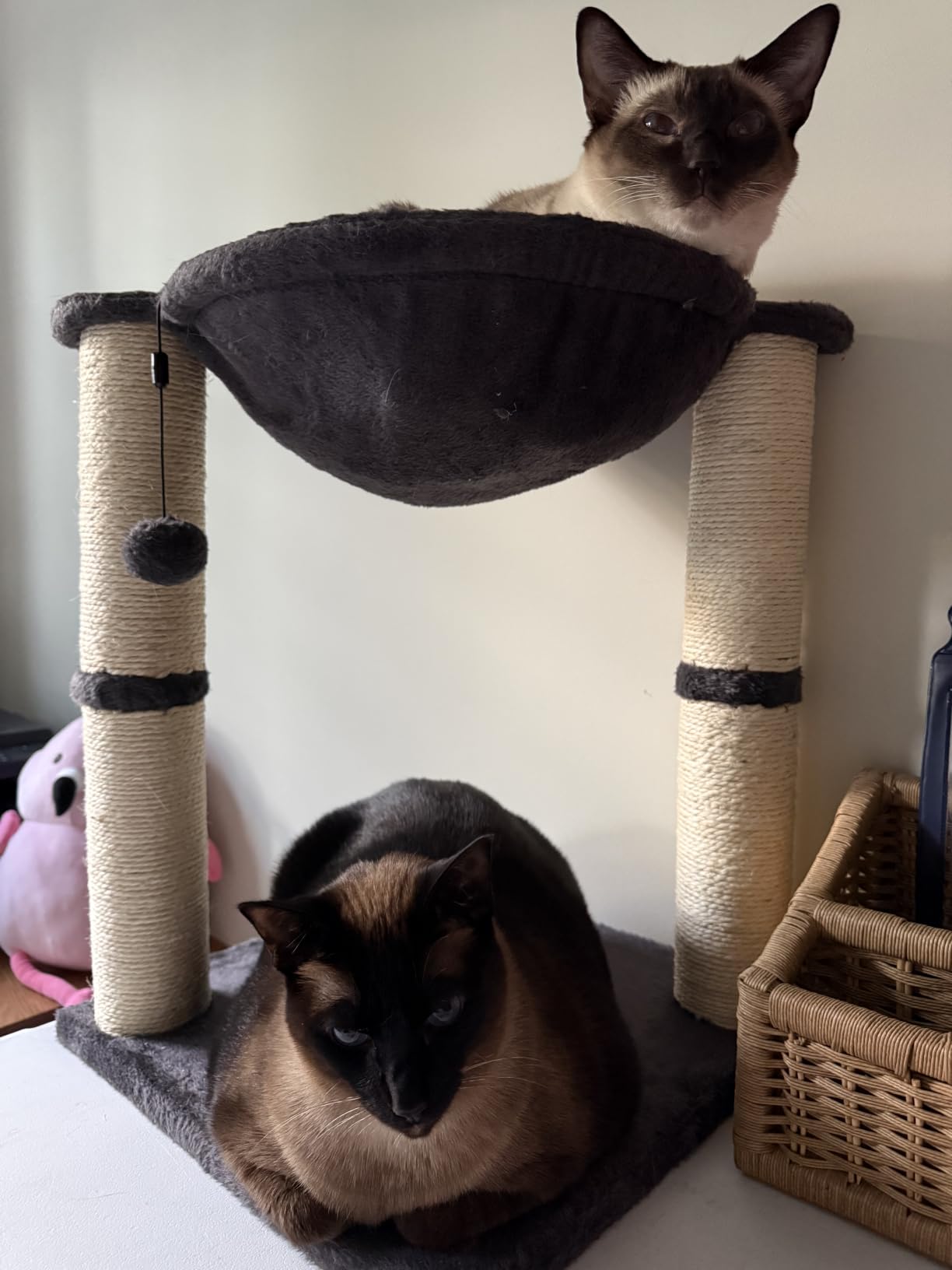 Amazon Basics Cat Tower with Hammock Bed and Scratching Post for Indoor Cats, Easy to Assemble, Interactive Hanging Ball, 15.8