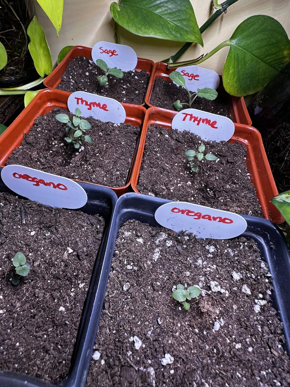 HOME GROWN 10 Herb Seeds for Planting 3,000+ Non-GMO Heirloom Seeds | Extra Large Variety Pack Herb Kit - Indoor Outdoor & Hydroponic | Culinary Seed Set | Grow Your Own Herbs | Gift for Beginners customer photo 1