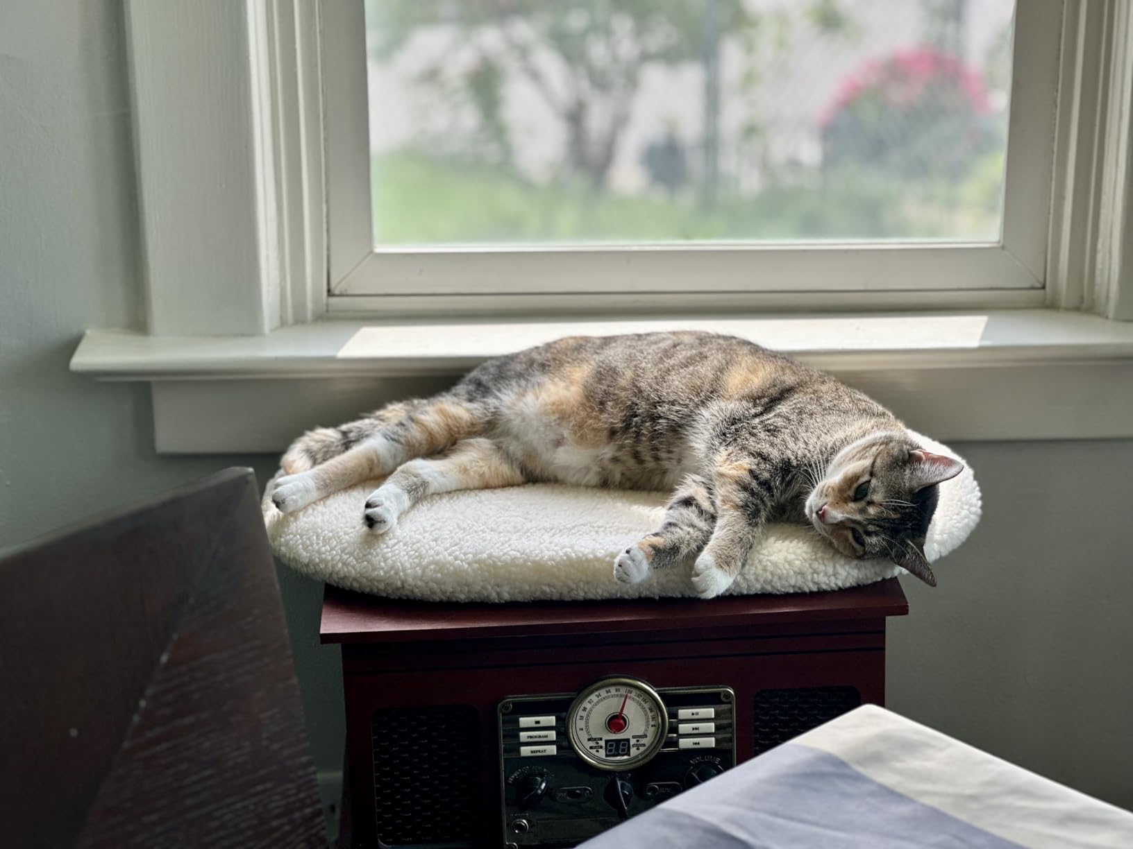 K&H Cat Window Perch, Unheated Kitty Sill, 24x14in, Fleece | Orthopedic Cat Window Hammock Bed Holds 40LBS, Washable Cover, Kitty Windowsill Bed Seat for Indoors, Cream Fleece customer photo 2