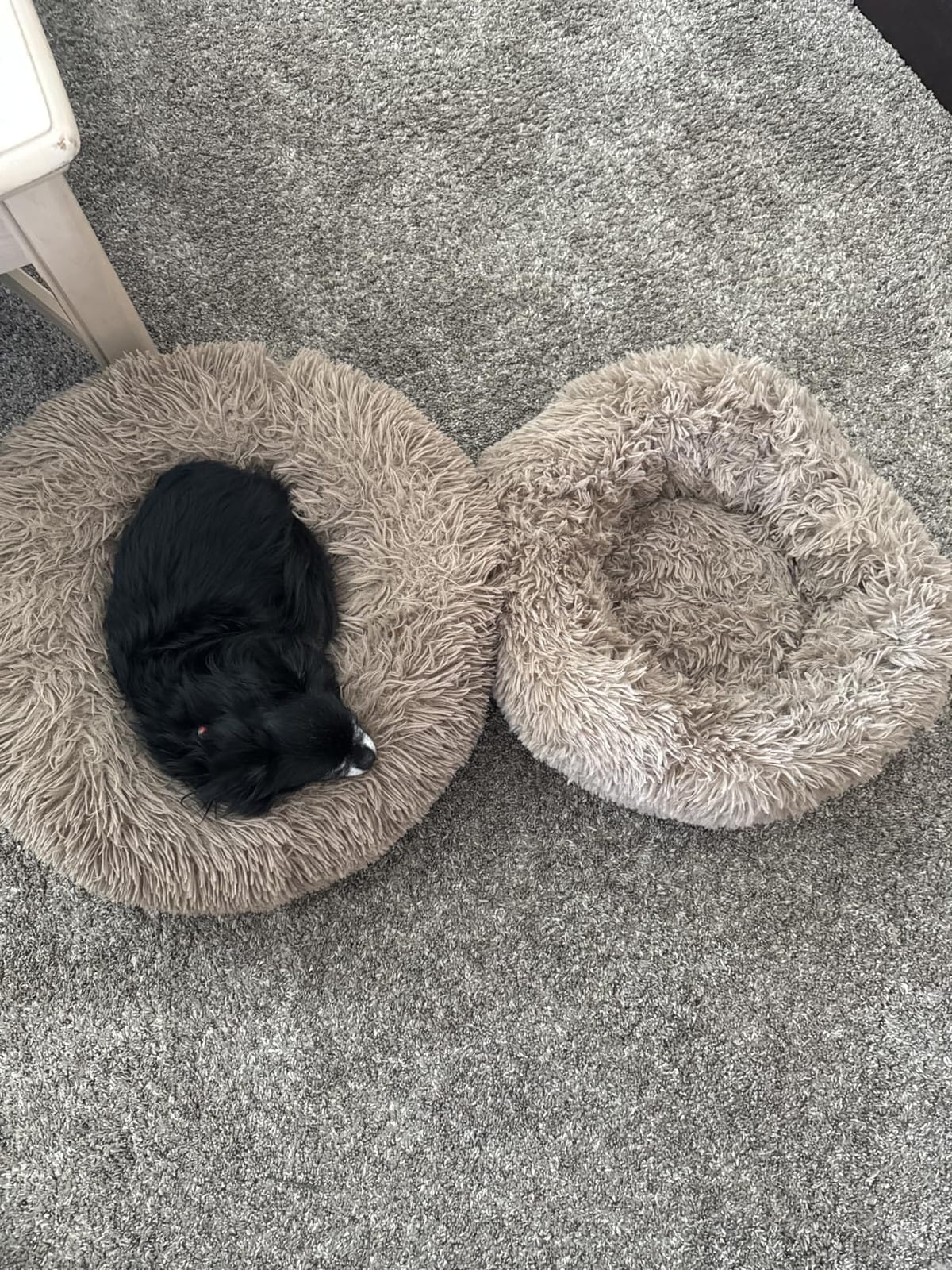 MIXJOY Orthopedic Dog Bed Comfortable Donut Cuddler Round Pet Bed, 23
