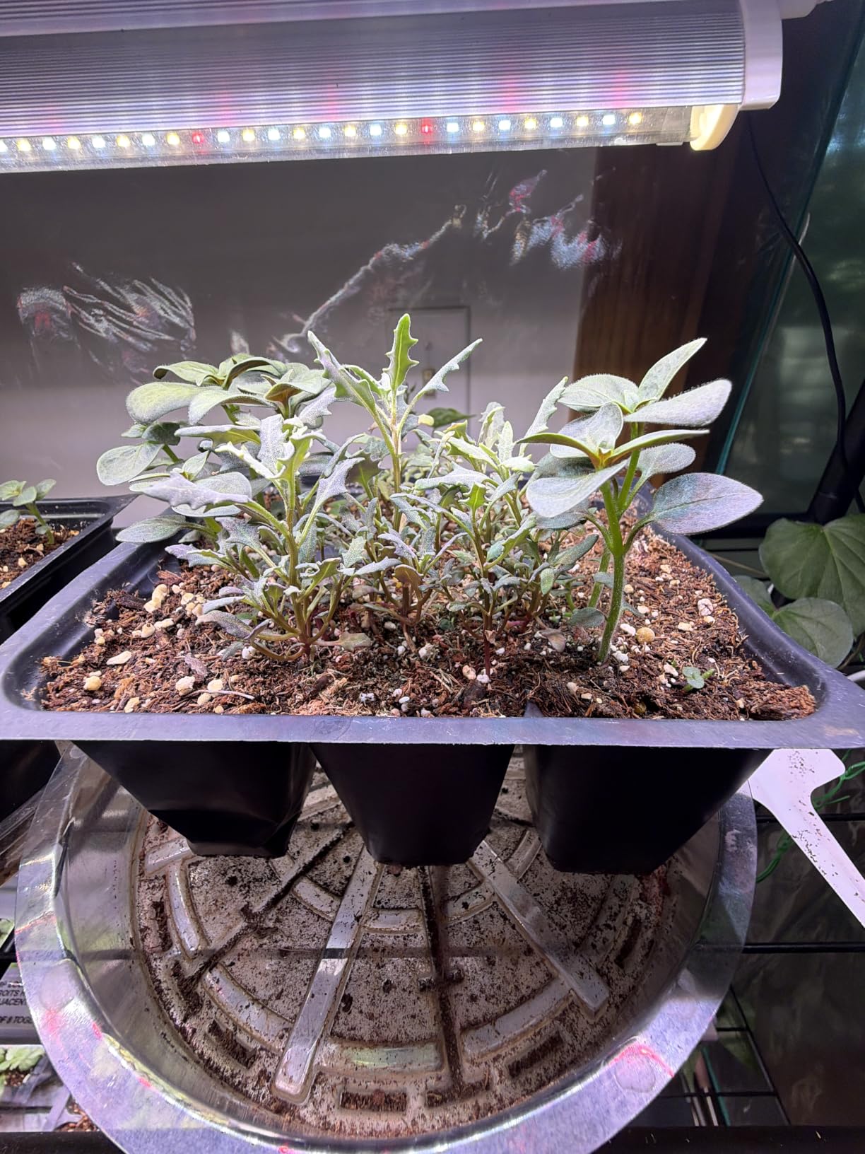 HOME GROWN 15 Herb Seed Variety Kit, 4,300+ Seeds, Culinary Herb Kit | High Germination, Heirloom, Non-GMO | 4,300+ Seeds | Indoor/Outdoor & Hydroponic | Culinary Herbs | Gardening Gift customer photo 1