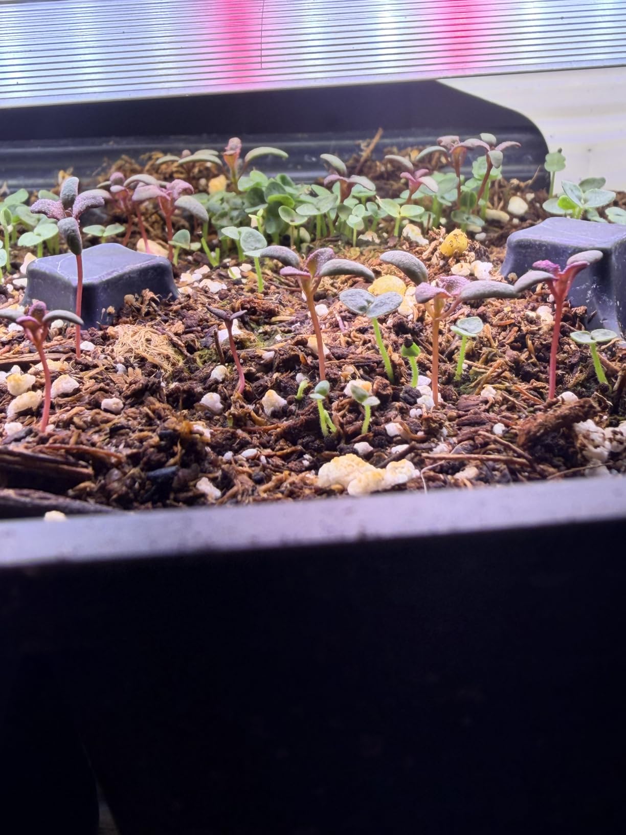 HOME GROWN 15 Herb Seed Variety Kit, 4,300+ Seeds, Culinary Herb Kit | High Germination, Heirloom, Non-GMO | 4,300+ Seeds | Indoor/Outdoor & Hydroponic | Culinary Herbs | Gardening Gift customer photo 2