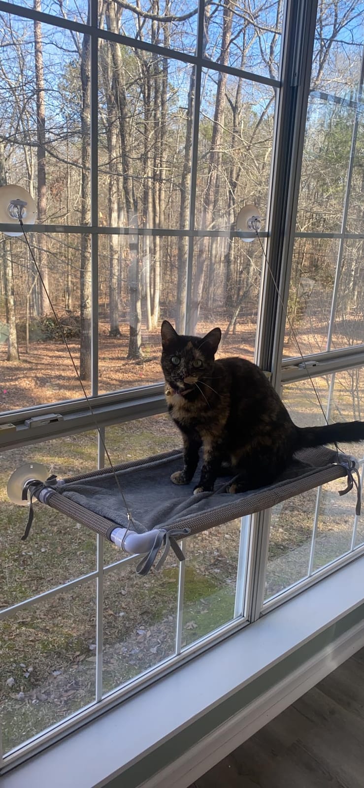 PEFUNY Cat Window Hammock - Mess-Free Waterproof Cats Window Perch for Large Cats, Strong Suction Cup Hammock with Flannel Cover, Indoor Cat Seat, Beige customer photo 2