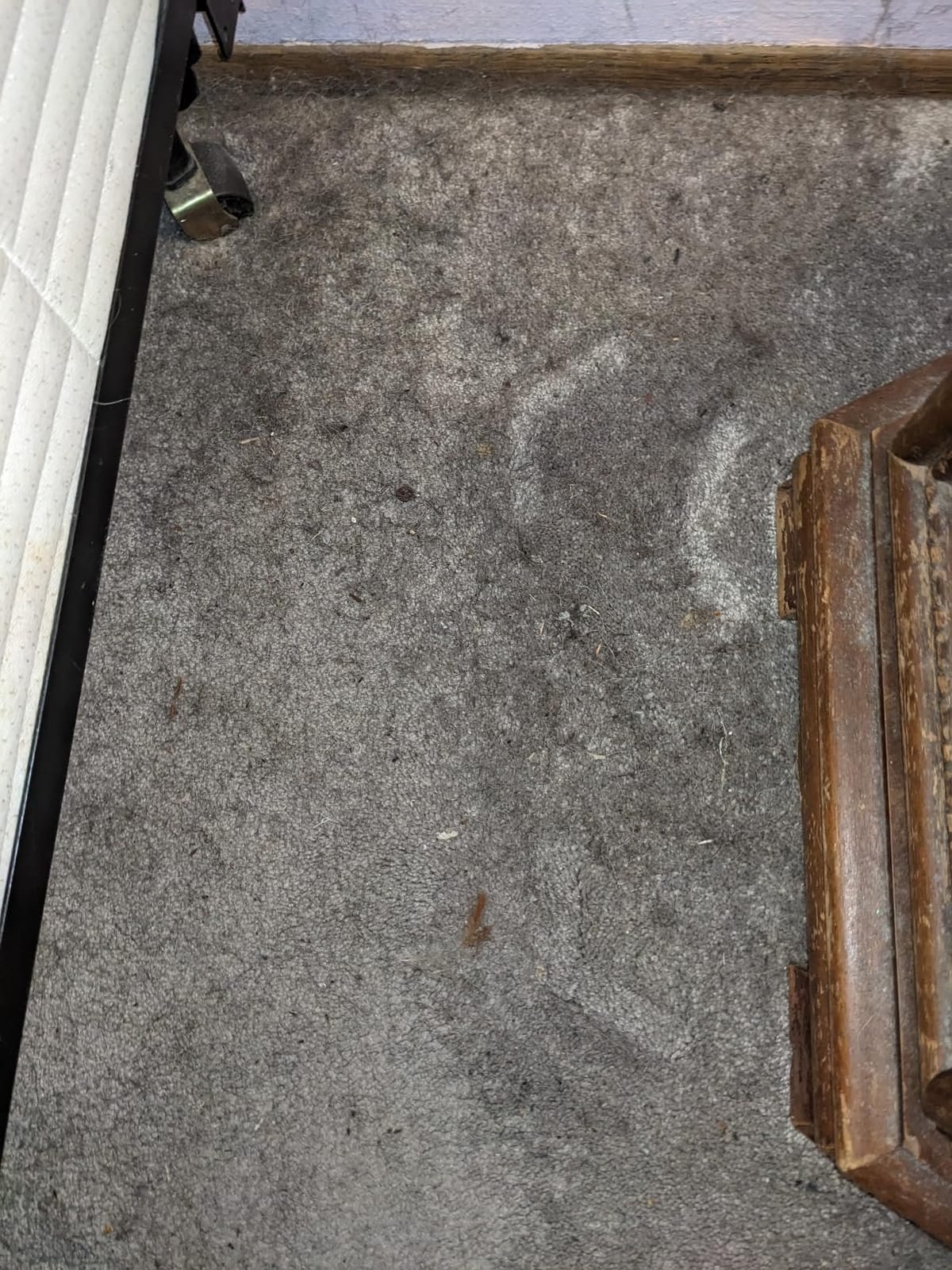 Miele Classic C1 Pure Suction Vacuum for Hard Floors & Low-Pile Carpet customer photo 2