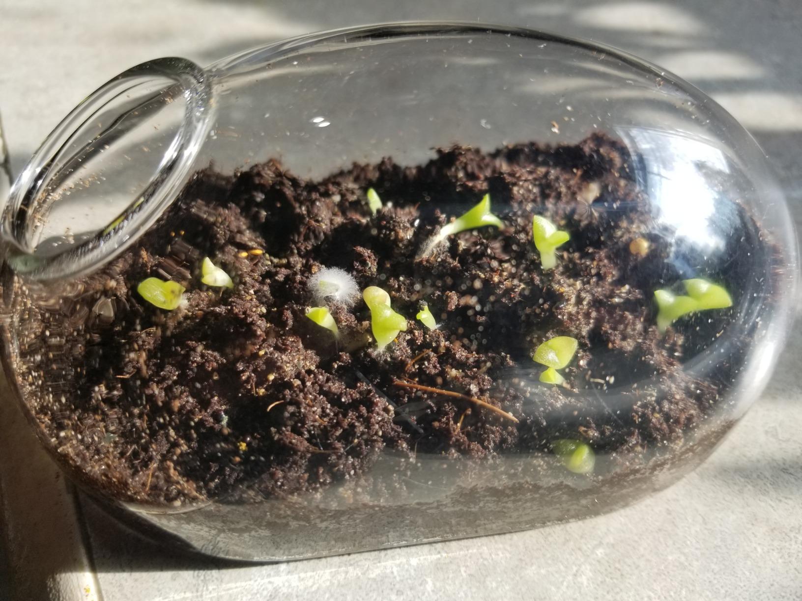 Mini Office Cactus Glass Terrarium Starter Kit with Complete Supplies - The Desert Mouse Tiny Garden - Fun to Grow, Low Maintenance - Perfect for The Indoor Office Or Home Tabletop or Desk! customer photo 2