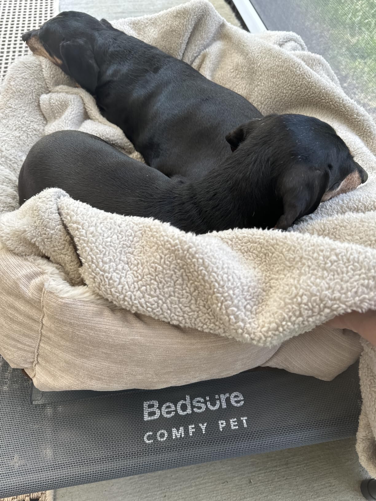 Bedsure Outdoor Elevated Cooling Dog Bed Large Sized Dog, 49in Grey | Portable Raised Camping Pet Cot Hammock, Breathable Teslin Mesh, Weather Resistant customer photo 1