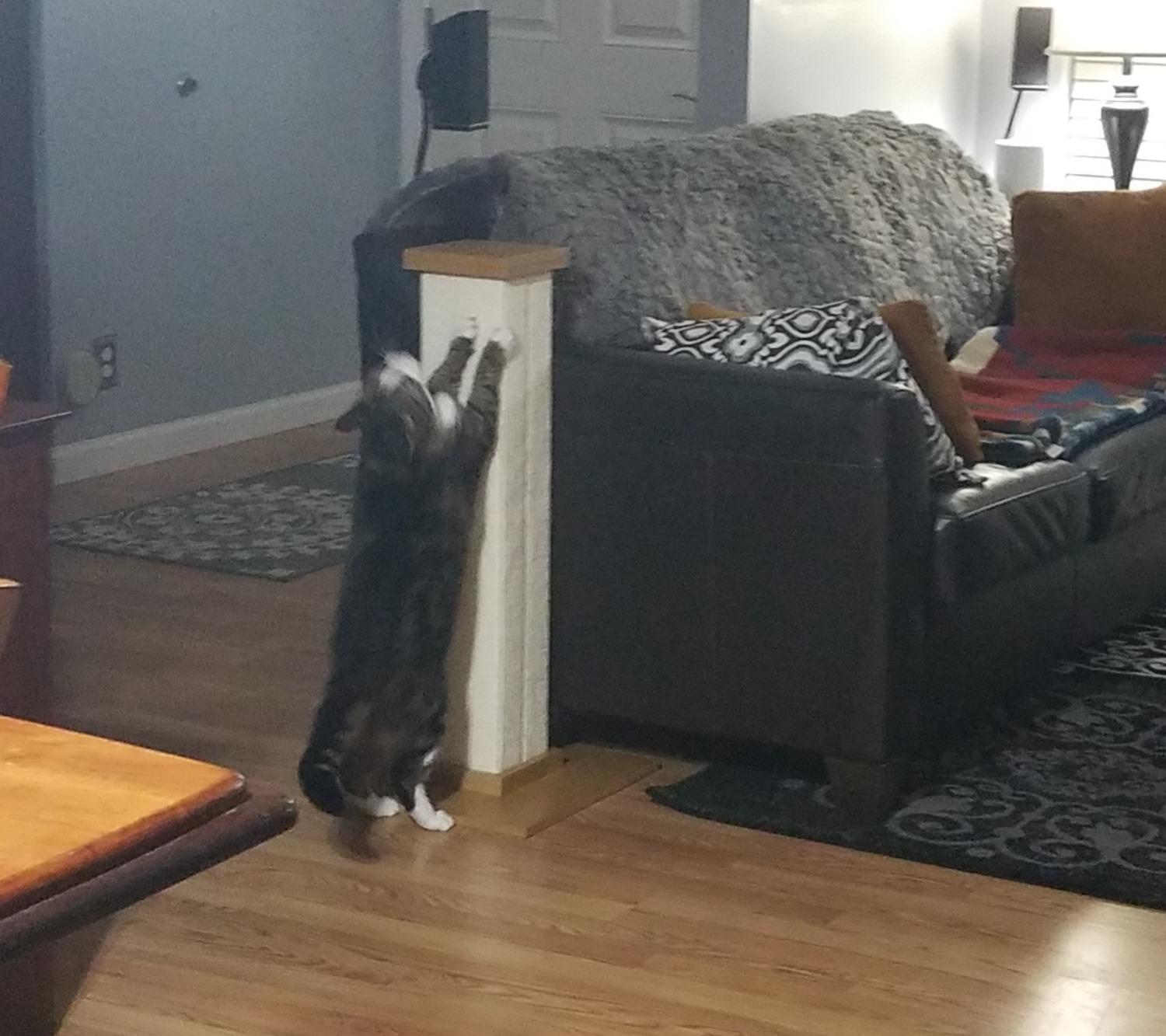 SmartCat Ultimate Scratching Post - Gray, Large 32 Inch Tower - Sisal Fiber, Simple Design - For All Cats customer photo 1