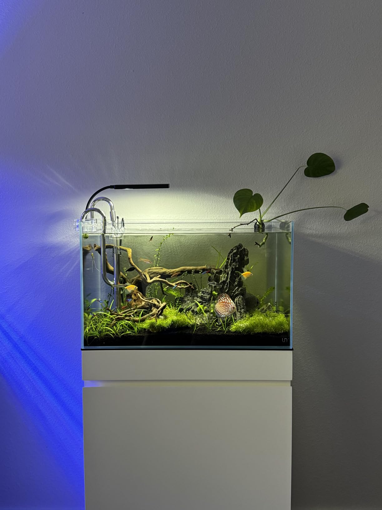 UNS Ultra Clear Rimless Tank - 21.3GAL | 81L - 35.43x11.81x11.81 | 90x30x30 CM, 8mm Glass Thickness, Leveling Mat Included customer photo 1