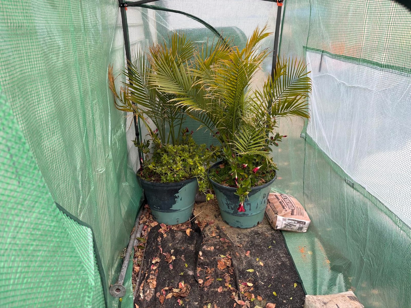 EAGLE PEAK 8x6 Easy Setup Pop Up Greenhouse, Clear/Green customer photo 1