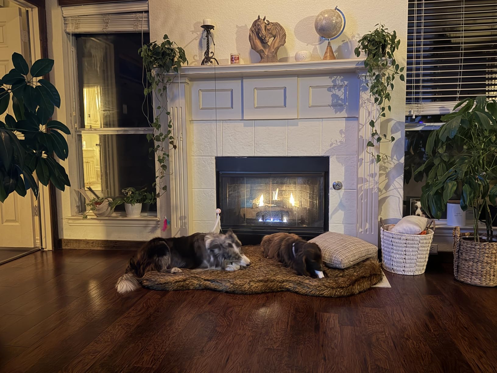 Faux Fur Orthopedic Dog Bed, Memory Foam, White w/Brown Tips 50