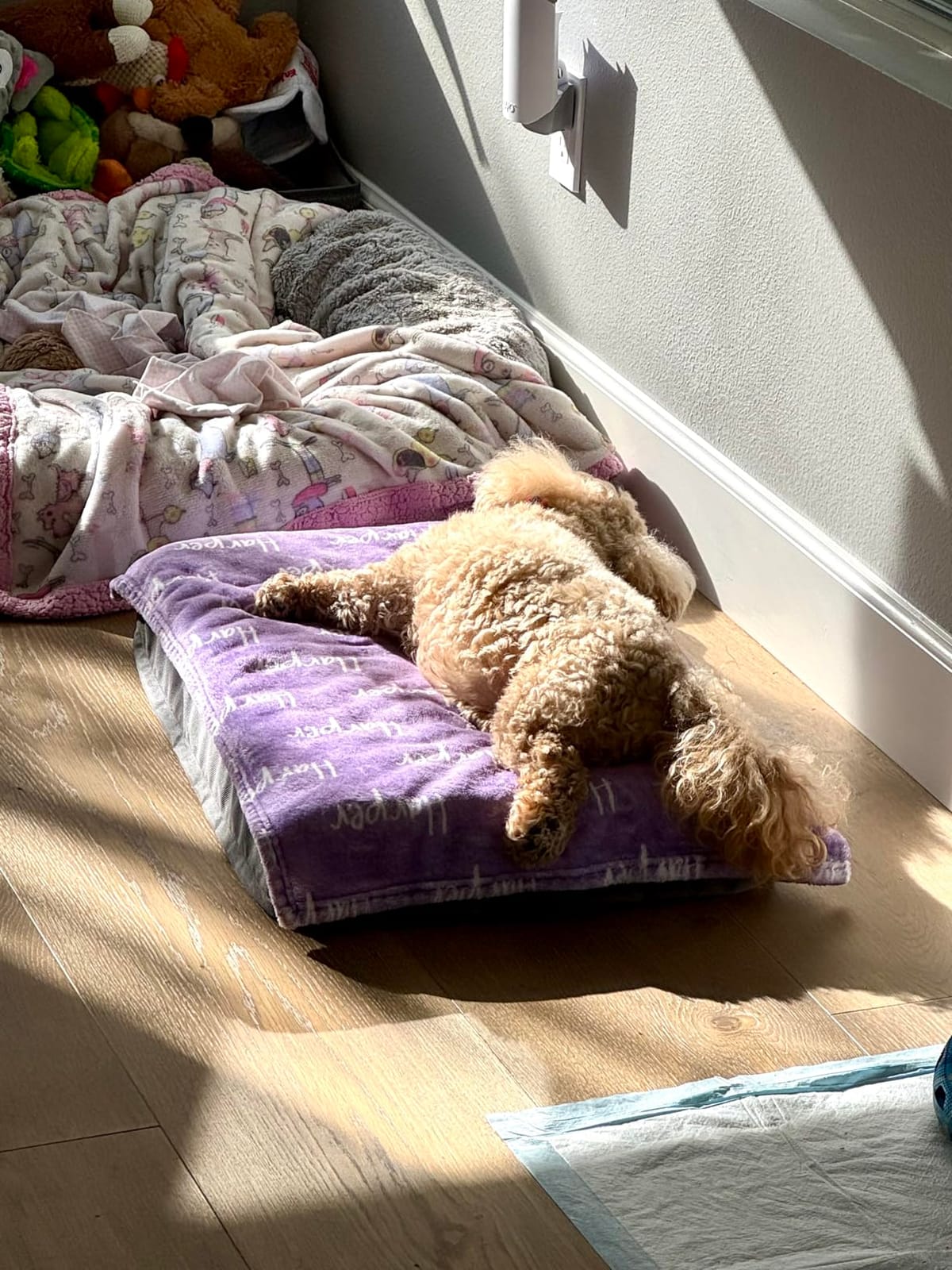Bedsure XL Dog Bed, Extra Large Pet Bed with Comfy Sherpa,44x32in Grey | Orthopedic Egg Crate Foam,Comfort Support Flat Rectangle Pet Mat,Non-Slip Bottom,Removable Cover,For Extra Pet Up to 80 lbs customer photo 2