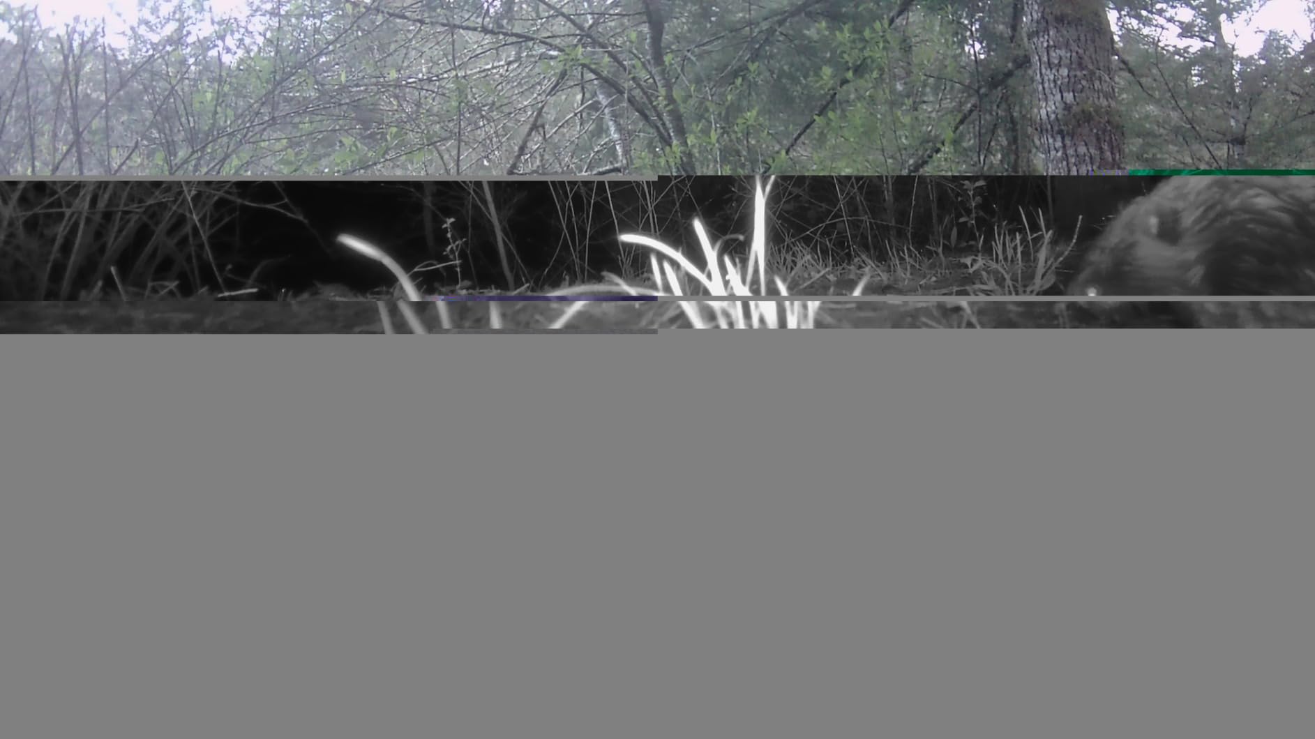 GardePro A3S Trail Camera, 64MP Photo, 1296P HD Video with Sound | 0.1s Trigger, 100ft No-Glow Night Vision, Motion Activated, Non-Cellular, Non-WiFi customer photo 2