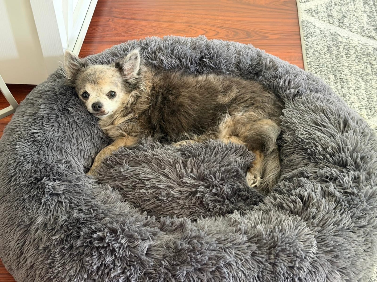 Bedsure Calming Dog Bed Medium Size Dog Donut Washable Pet Bed, 30ins Camel | Oprah Daily Sleep Award, Fluffy Faux Fur Round Cuddler, Anti-Slip Bottom, Anti-Anxiety, Deep Sleep for Pets Up to 45 Lbs customer photo 1