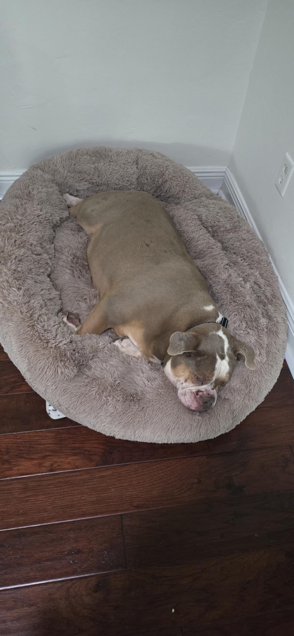 Bedsure Calming Small Dog Bed Donut Washable Cat & Puppy Bed, 23 inches Camel - Fluffy Faux Fur Round Cuddler, Anti-Slip Bottom, Anti-Anxiety, Deep Sleep for Pets Up to 25 Lbs customer photo 1