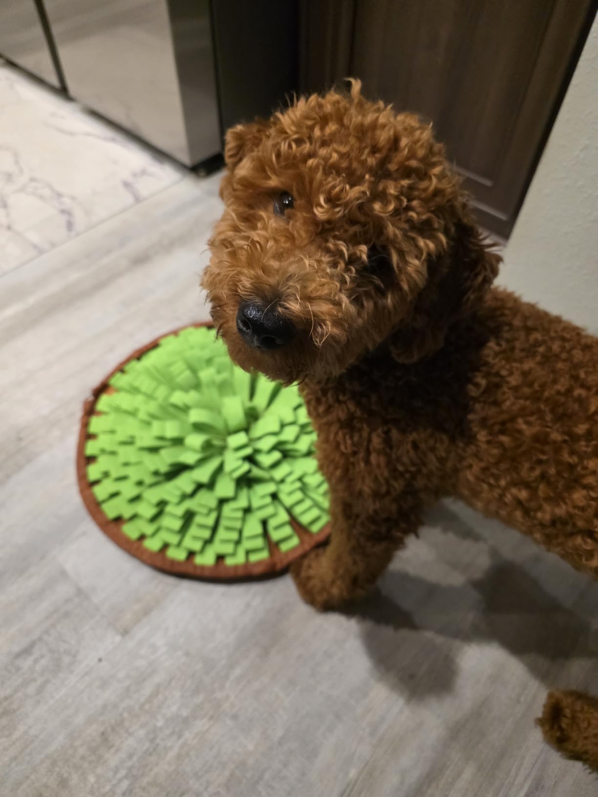 Pet Snuffle Mat for Dogs,Interactive Feed Puzzle for Boredom,Encourages Natural Foraging Skills for Cats Rabbits Dogs Bowl, Dog Treat Dispenser Indoor Outdoor Stress Relief,Travel Portable and Compact customer photo 2