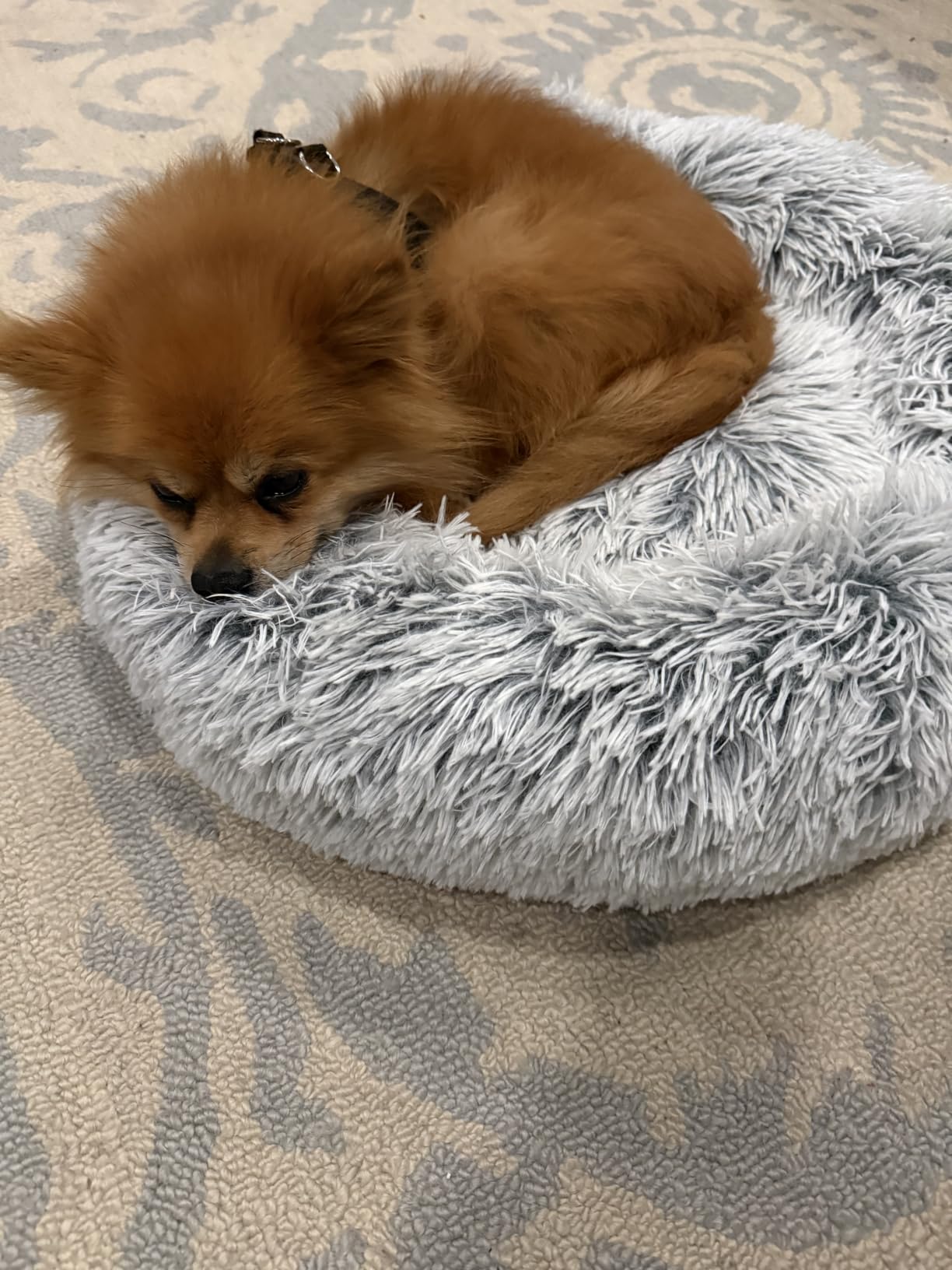 WESTERN HOME WH Calming Dog Bed & Cat Bed Washable Puppy Bed, 24