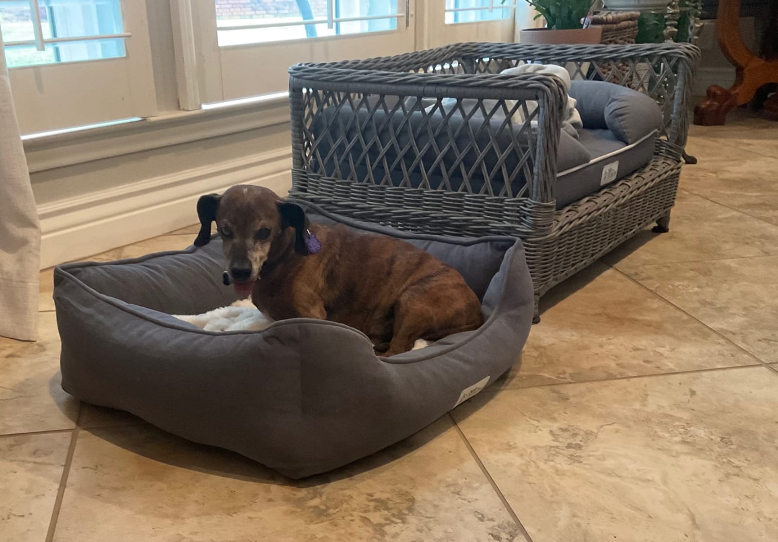 PetFusion Calming Cuddler Anti-Anxiety Dog and Cat Bed for Small Dogs | Loose Blanket Promotes Burrowing for Dogs and Kneading for Cats, CertiPUR-US Memory Foam customer photo 1