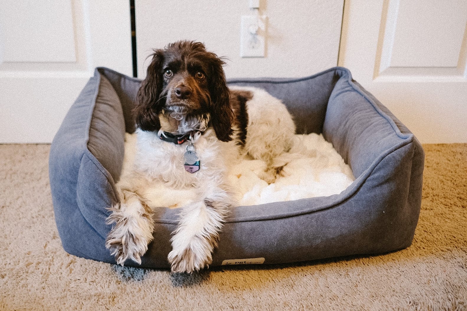 PetFusion Calming Cuddler Anti-Anxiety Dog and Cat Bed for Small Dogs | Loose Blanket Promotes Burrowing for Dogs and Kneading for Cats, CertiPUR-US Memory Foam customer photo 2