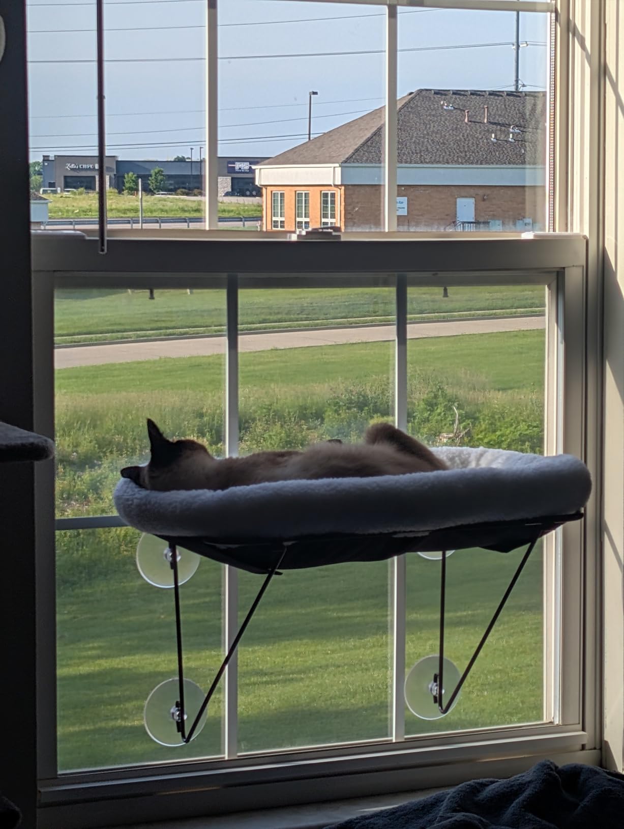 Zakkart Cat Window Perch, 100% Metal Supported from Below (White) | Heavy-Duty Metal Frame, Machine Washable Spacious Pet Bed, Support up to 40 lbs, 25