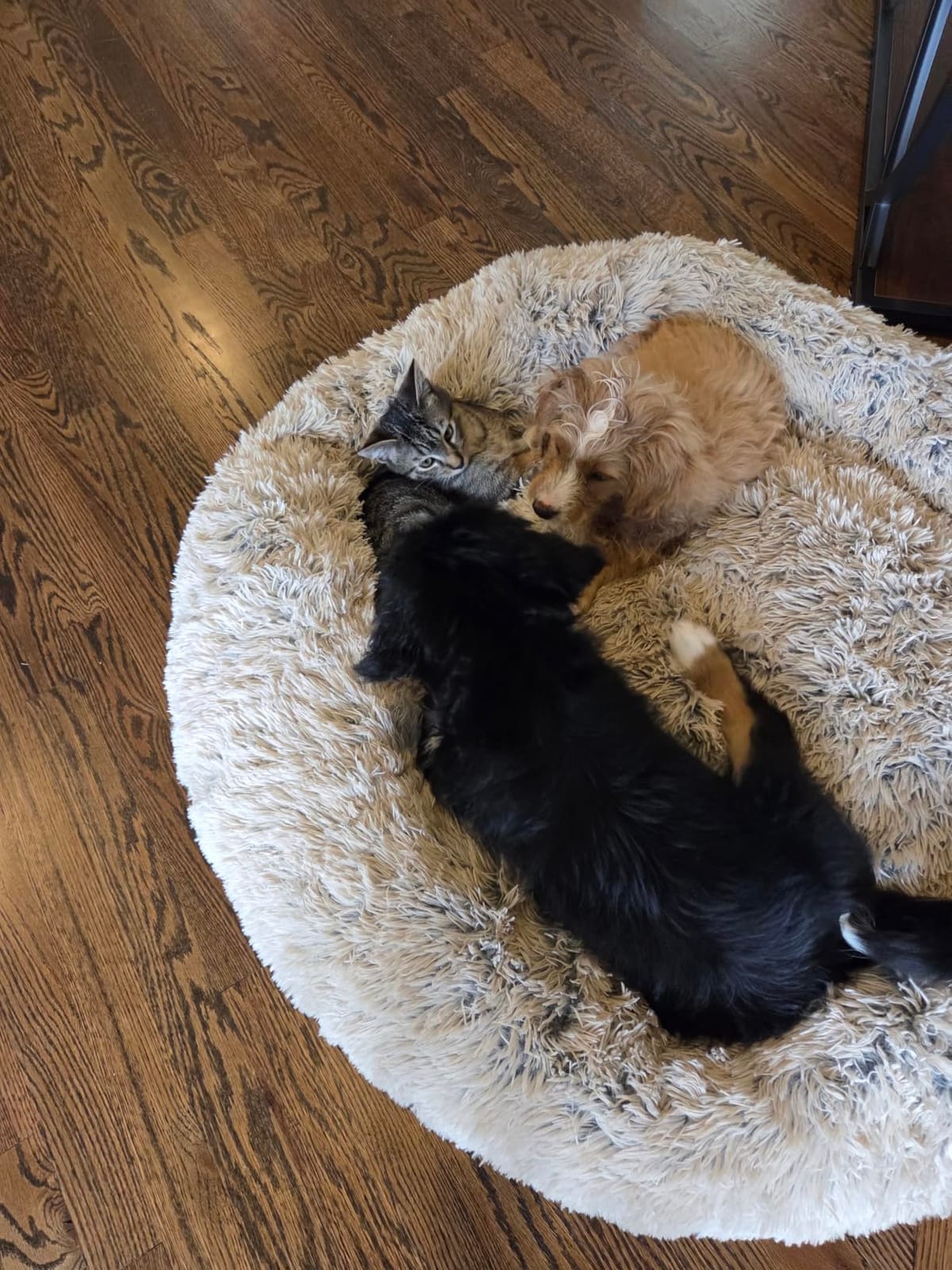 Best Friends by Sheri Original Calming Donut Dog Bed, Oyster, Large, 36
