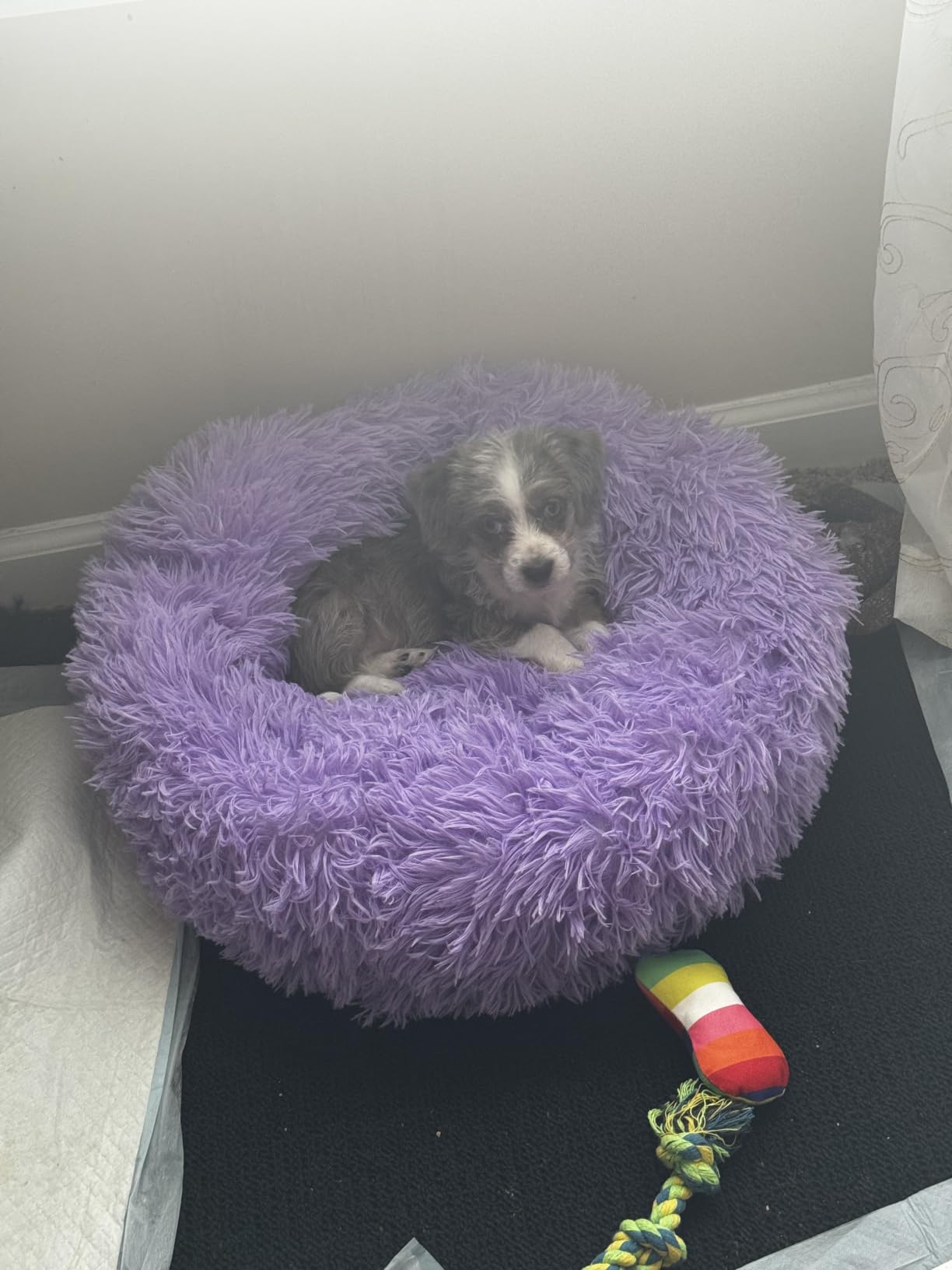 nononfish Calming Dog Bed for Small Dogs, Plush Donut Pet Bed customer photo 1