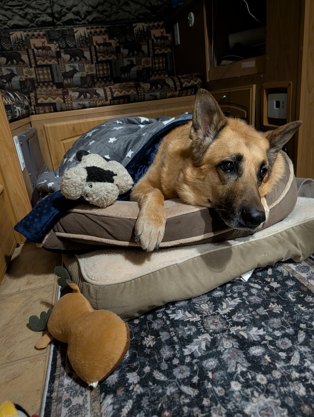 LaSyL Weighted Blanket for Pets | Thunder Blanket for Dogs Anxiety | Premium Soft Minky | Relaxation & Calming & Anti Anxiety | Used in Car, Bed, Couch | Blue Grey Star, Washable Large (40